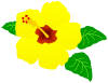ハイビスカスのお花　黄色（夏、南国、トロピカル）