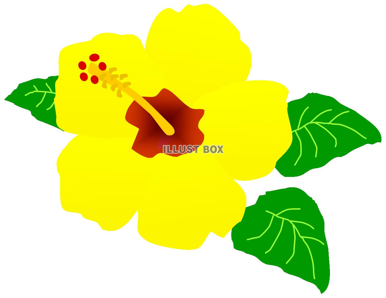 ハイビスカスのお花　黄色（夏、南国、トロピカル）
