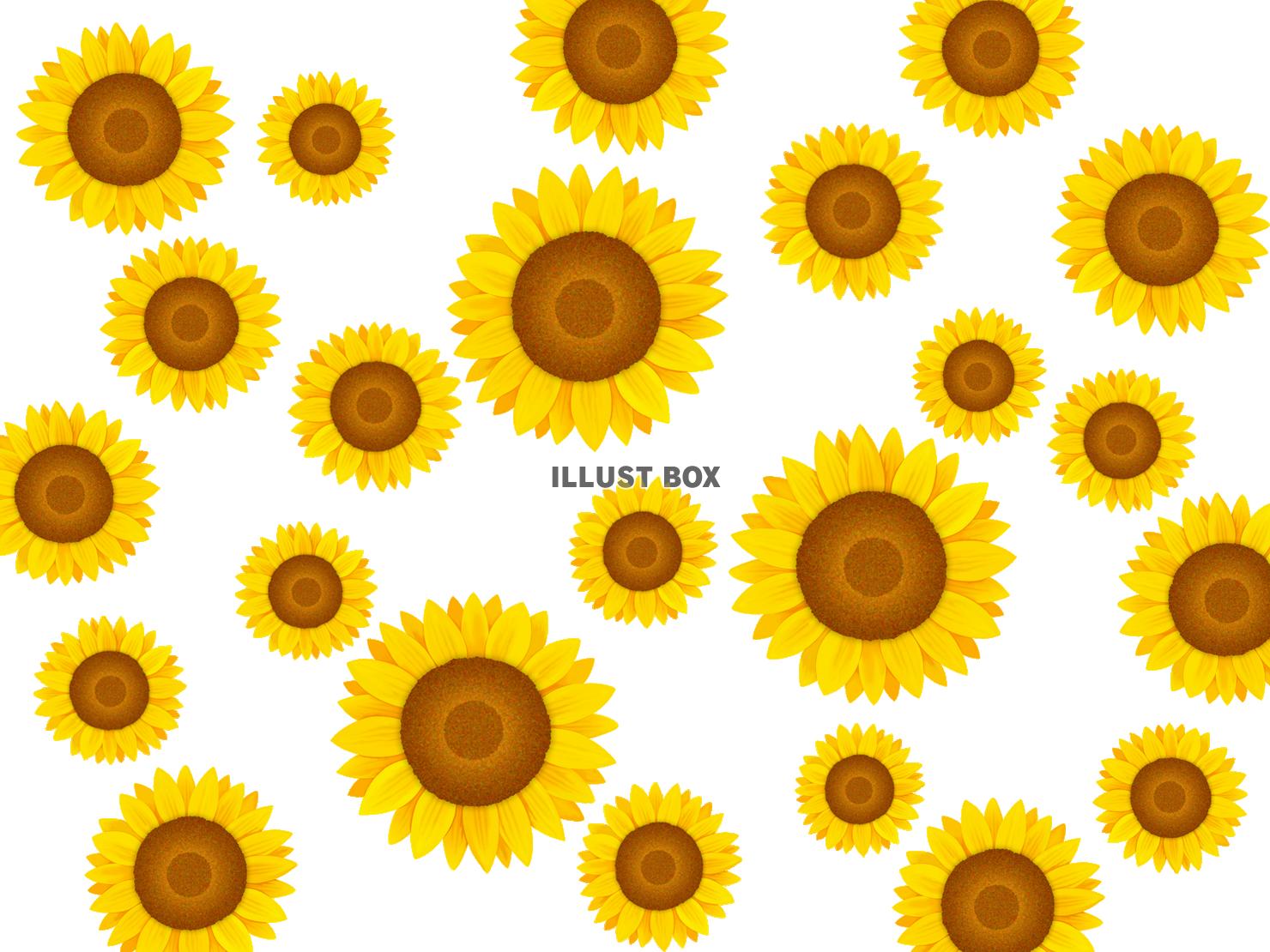 ひまわりの壁紙、向日葵の背景素材イラスト　透過PNG