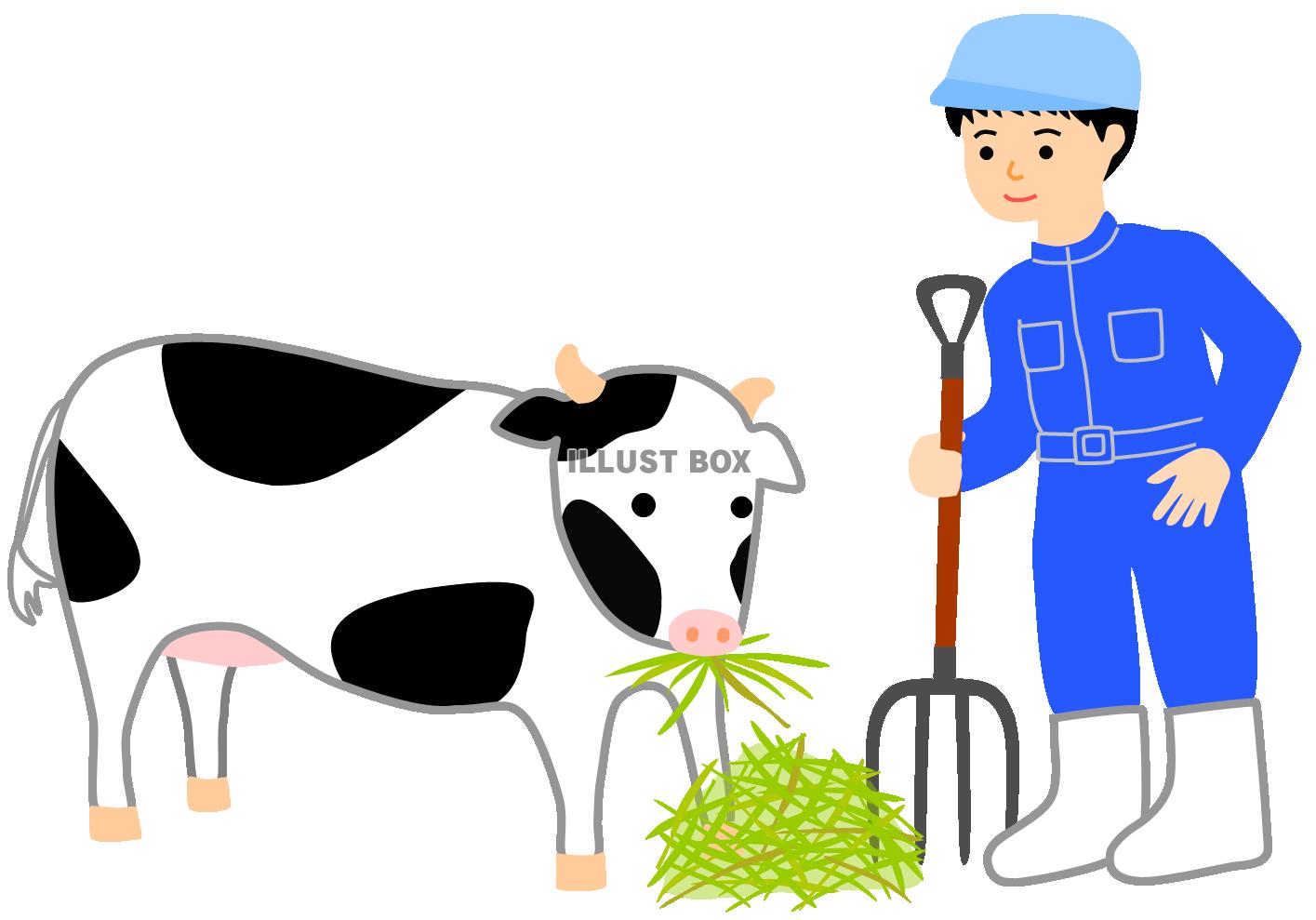 酪農家と牛（畜産、餌やり、ホルスタイン、フォーク、うし、牧場...