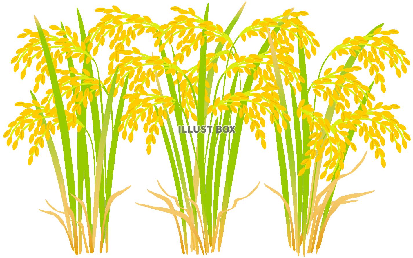 稲（いね刈り、秋、米、稲穂、豊作）