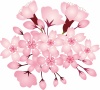桜花水彩画風手書きイラスト春手描き和アイコン和風和柄3月4月かわいい３月４月入学