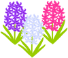ヒヤシンス（春のお花）　３色　１
