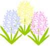 ヒヤシンス（春のお花）　３色　２