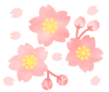 桜の花とつぼみ　透過png