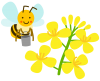 菜の花と蜜集めするミツバチ