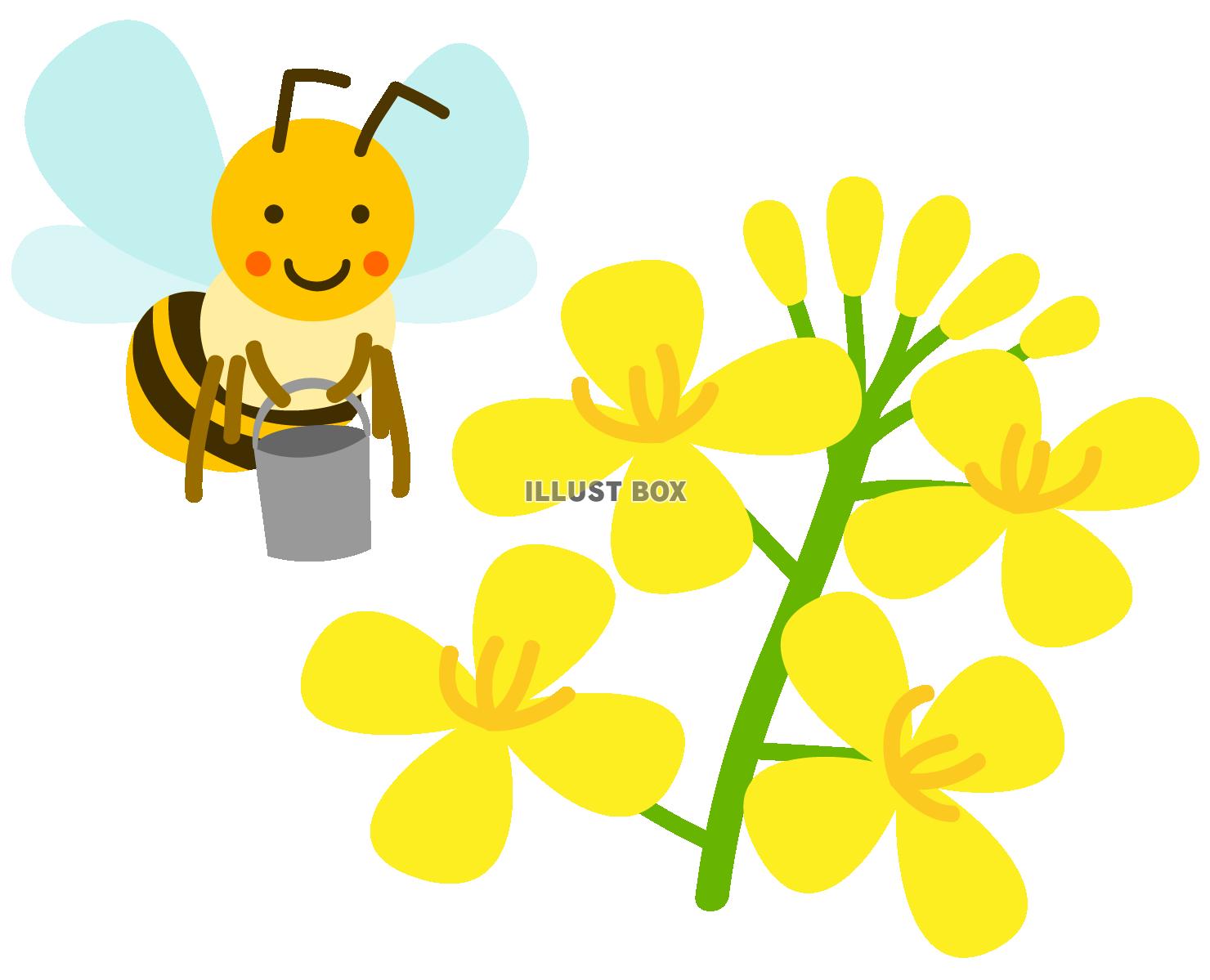 菜の花と蜜集めするミツバチ