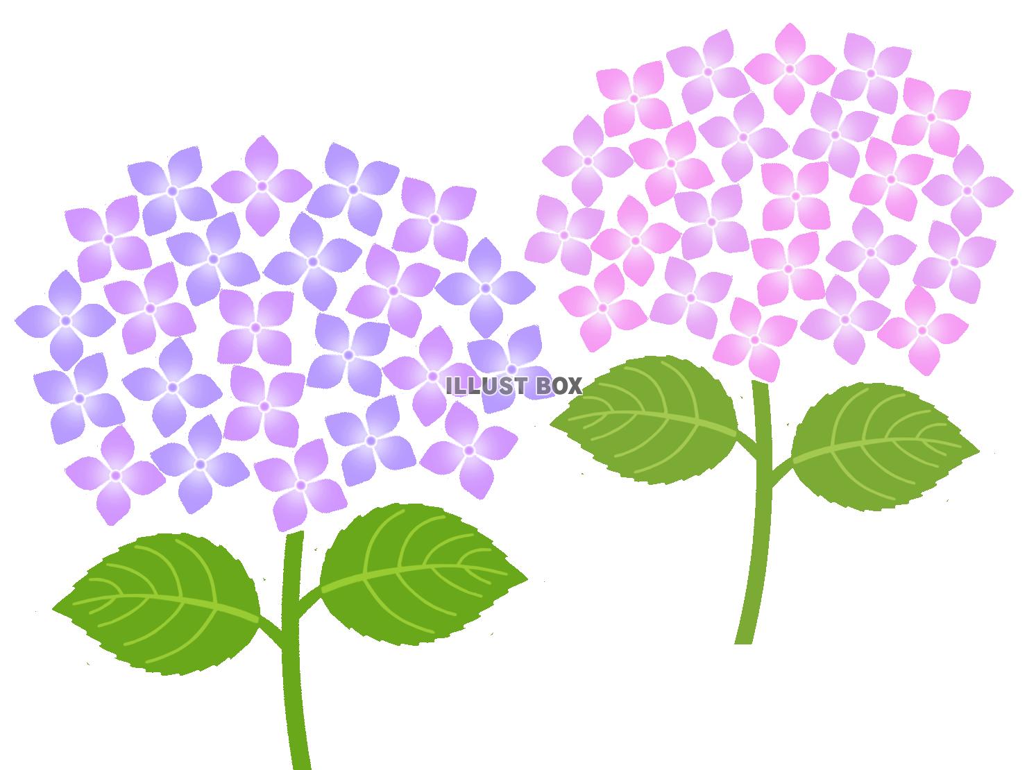紫陽花の壁紙画像シンプル背景素材イラスト。透過PNG