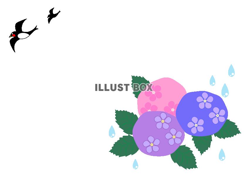 紫陽花と水滴と燕のイラスト