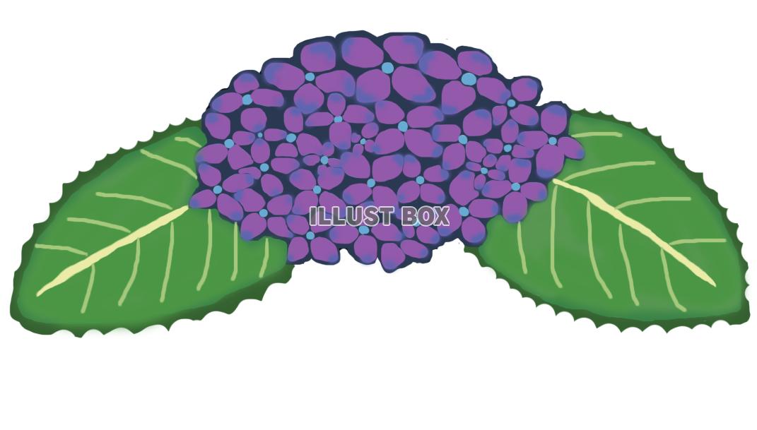 紫陽花(紫)png