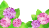 紫陽花フレーム２【アジサイ,紫陽花,６月,梅雨,花,植物,葉っぱ,やさしい,水彩