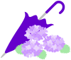 紫陽花と傘（梅雨、あじさい、かさ）