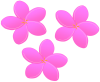 プルメリアのお花（ピンク）