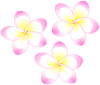 プルメリアのお花（白・ピンク）