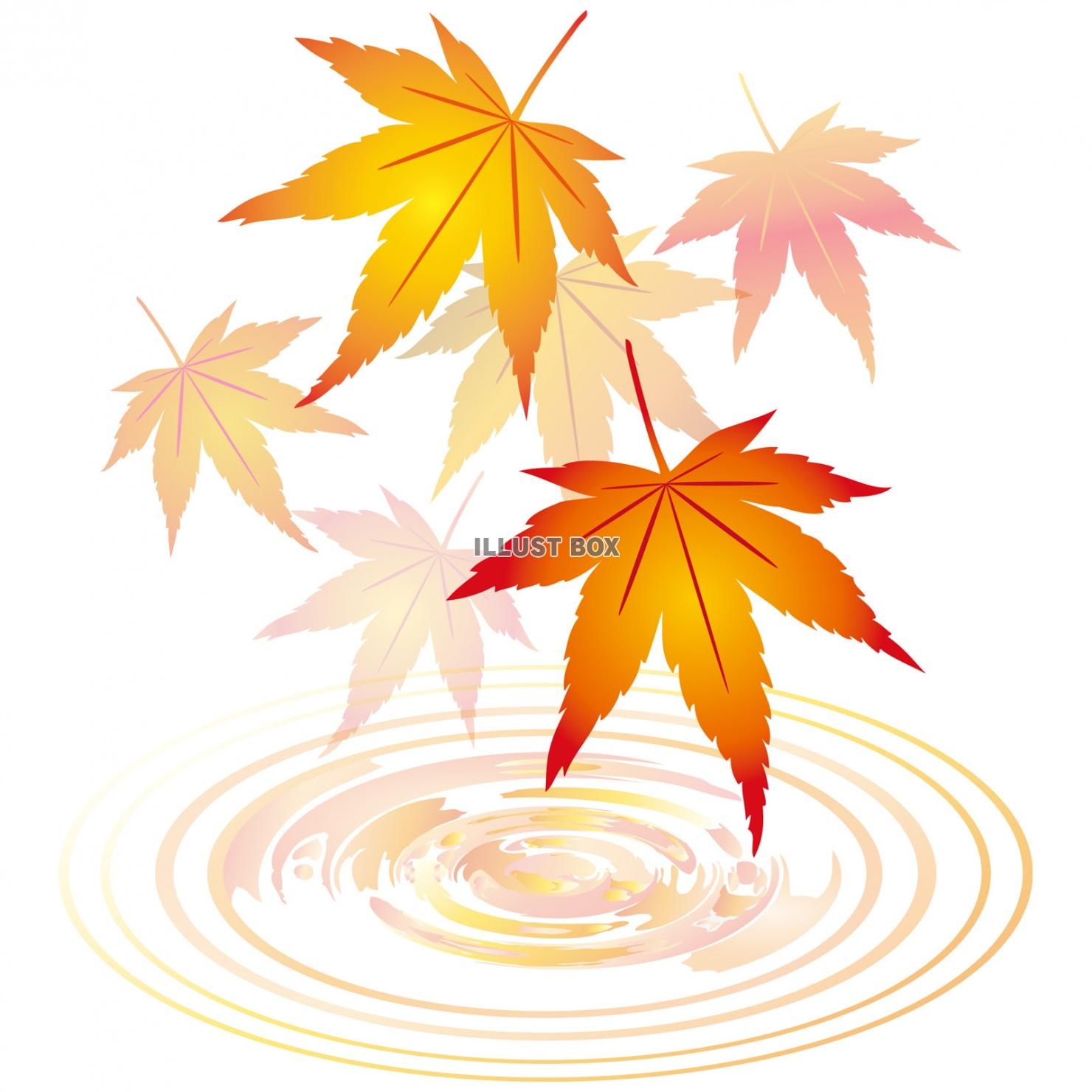 紅葉もみじ飾り装飾水面10月11月モミジ葉っぱ植物楓カエデ波...