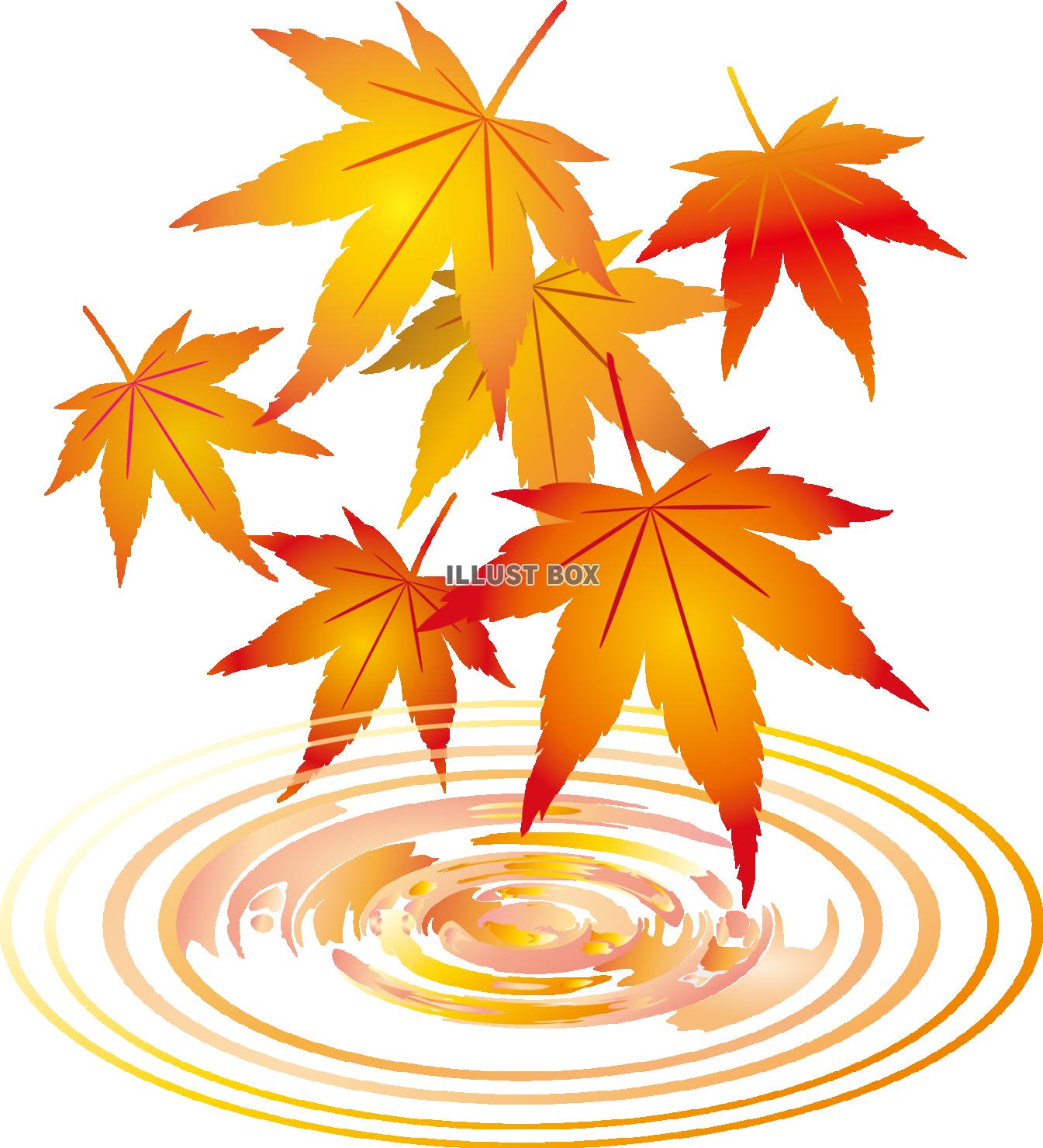 紅葉もみじ飾り装飾冬水面10月11月モミジ葉っぱ植物楓カエデ...