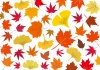 秋冬紅葉もみじ銀杏10月モミジ11月イチョウ壁紙いちょう楓赤オレンジ黄色カラフル