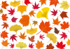 秋冬紅葉もみじ銀杏10月モミジ11月イチョウ壁紙いちょう楓赤オレンジ植物カラフル