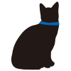 青い首輪の黒猫