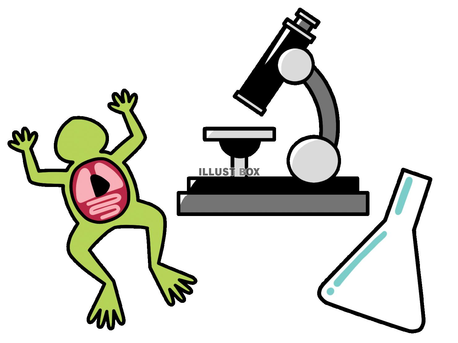 フラスコと顕微鏡と蛙