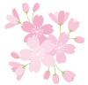 透過・シンプルな桜のイラスト　カット春サクラ花3月4月