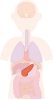 すい臓　内臓　器官　人体