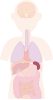 ひ臓　内臓　器官　人体