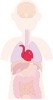 心臓　内臓　器官　人体