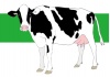 牛のホルスタイン乳牛のイラスト
