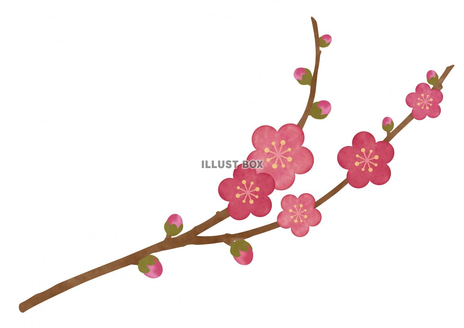 梅の花イラスト（水彩風）