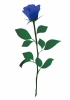 一輪の青いバラの花イラスト