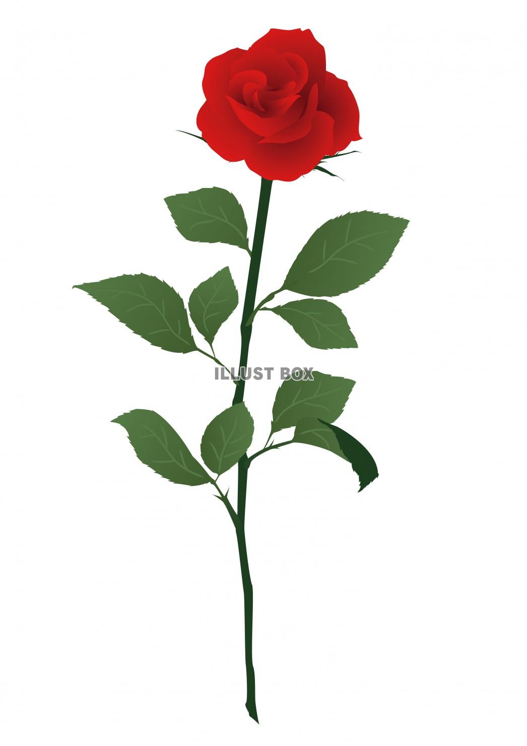 一輪の赤いバラの花イラスト