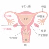 女性の身体★子宮の構造イラスト★文字あり