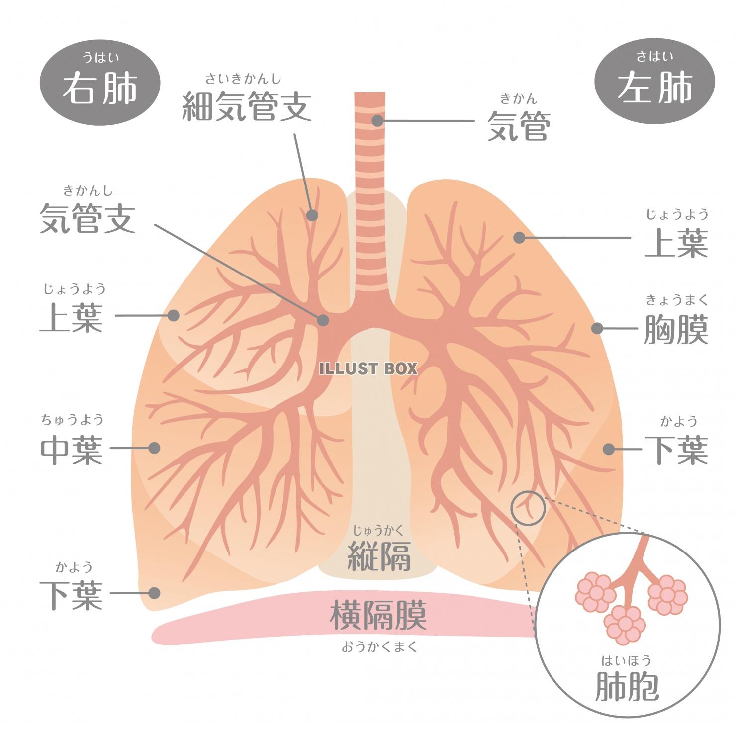 人間の身体★肺の構造イラスト★文字あり