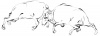鳥獣戯画　牛　手描きトレース