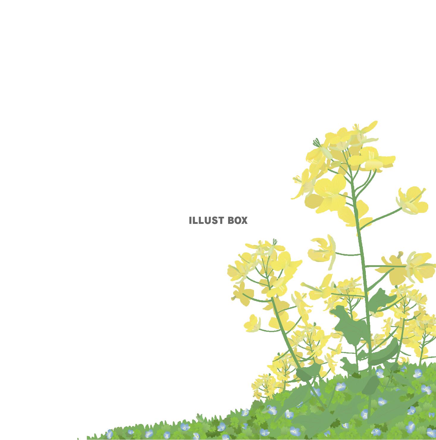 野原に咲く菜の花(zip:pdf,jpg,透過png)