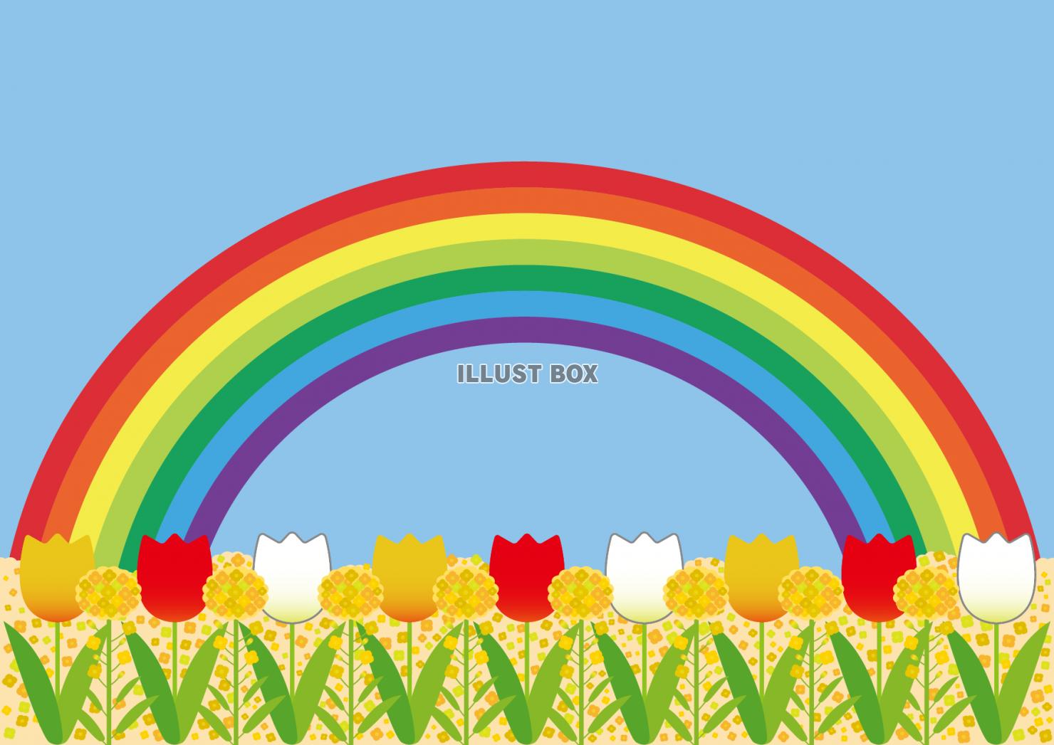 ４背景（菜の花、チューリップ、青空、虹）
