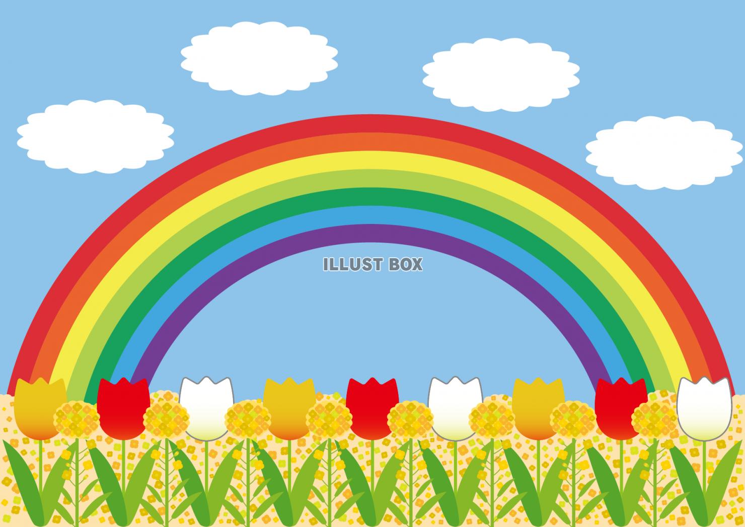 ５背景（菜の花、チューリップ、青空、虹、雲）