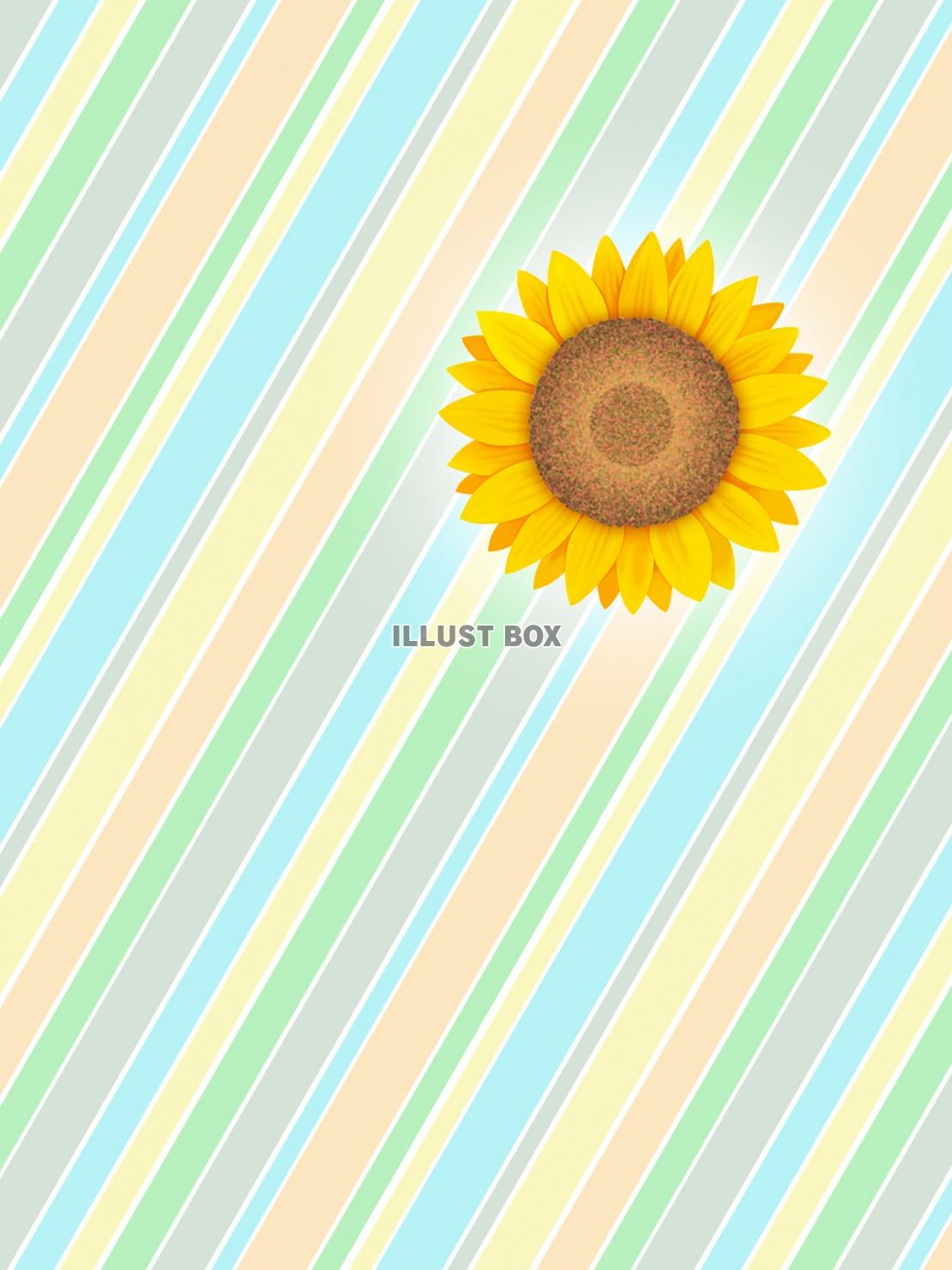 向日葵の花柄と縞模様の壁紙シンプル背景素材イラスト