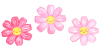 かわいいコスモスの花