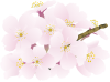 桜満開　透過PNG