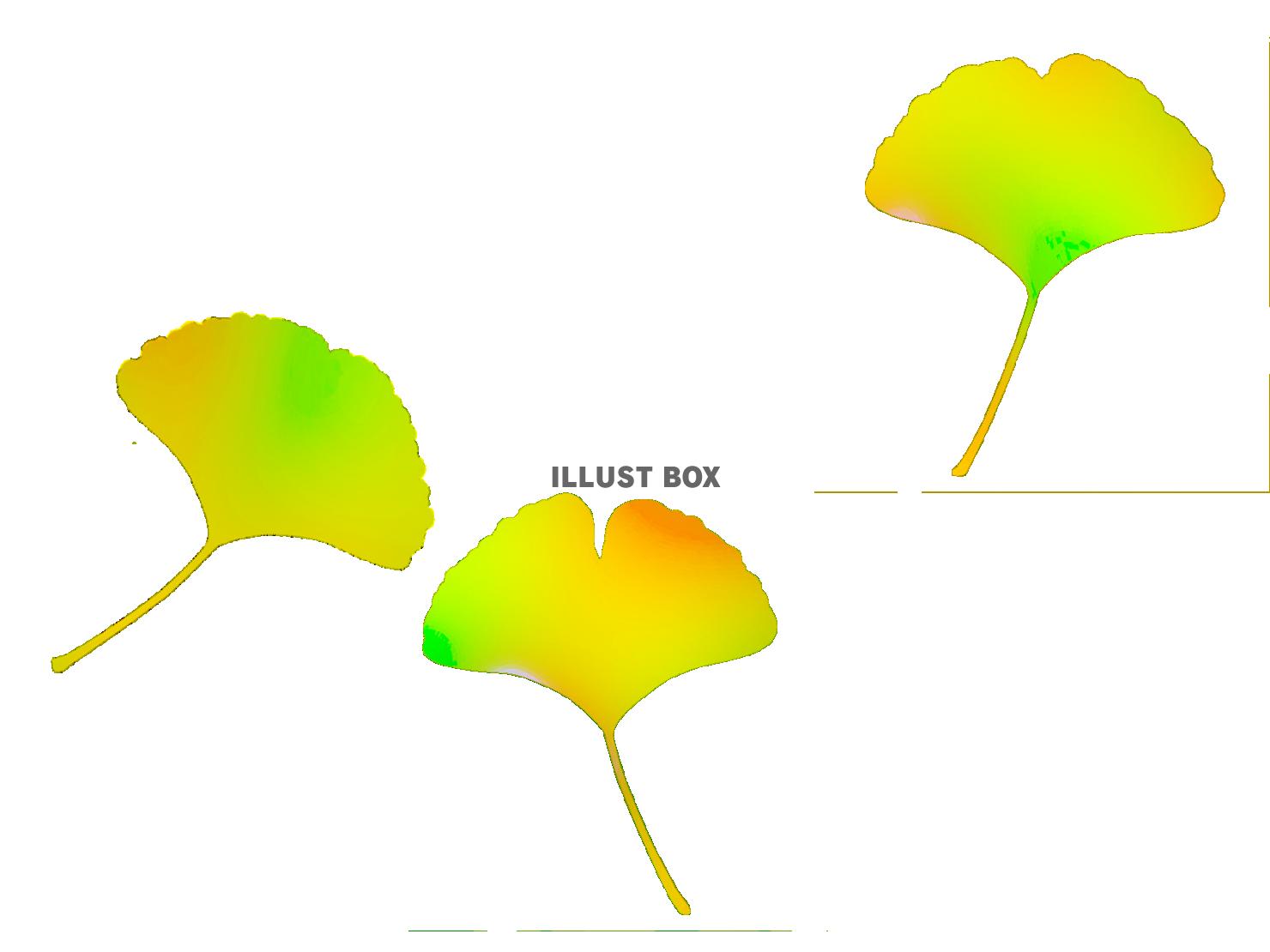 銀杏の葉っぱ壁紙シンプル背景素材イラスト。透過png