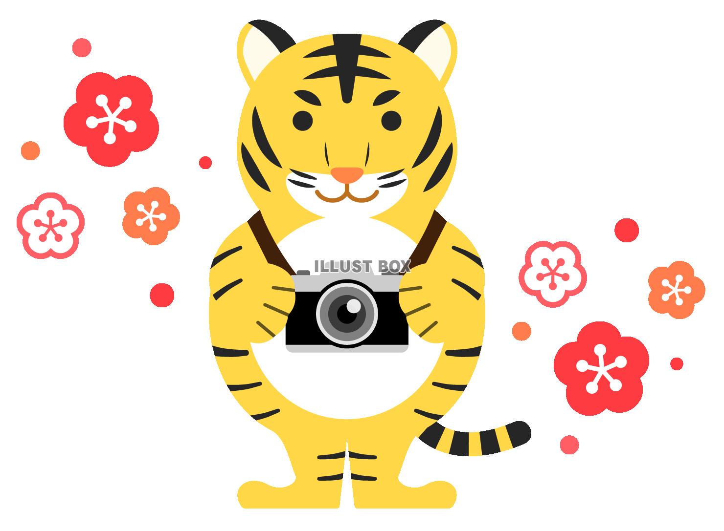 カメラを持ったトラと梅の花