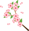 桜の花　枝つき01