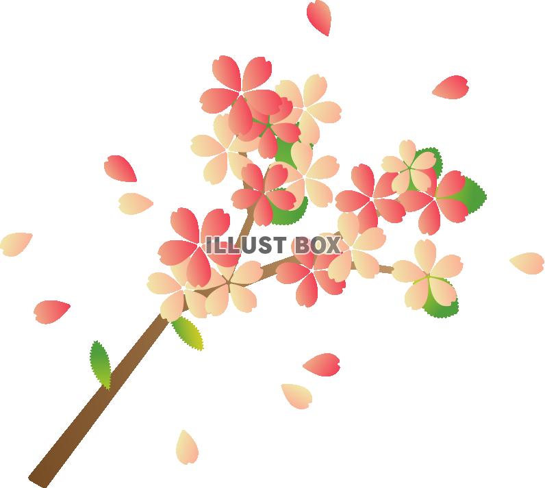 桜の花　枝つき02