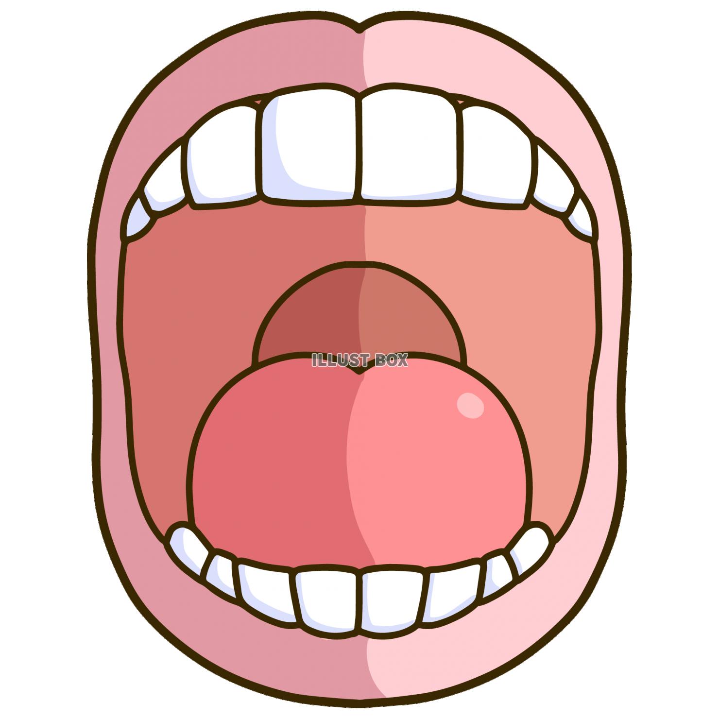 シンプルな歯の正面イラスト