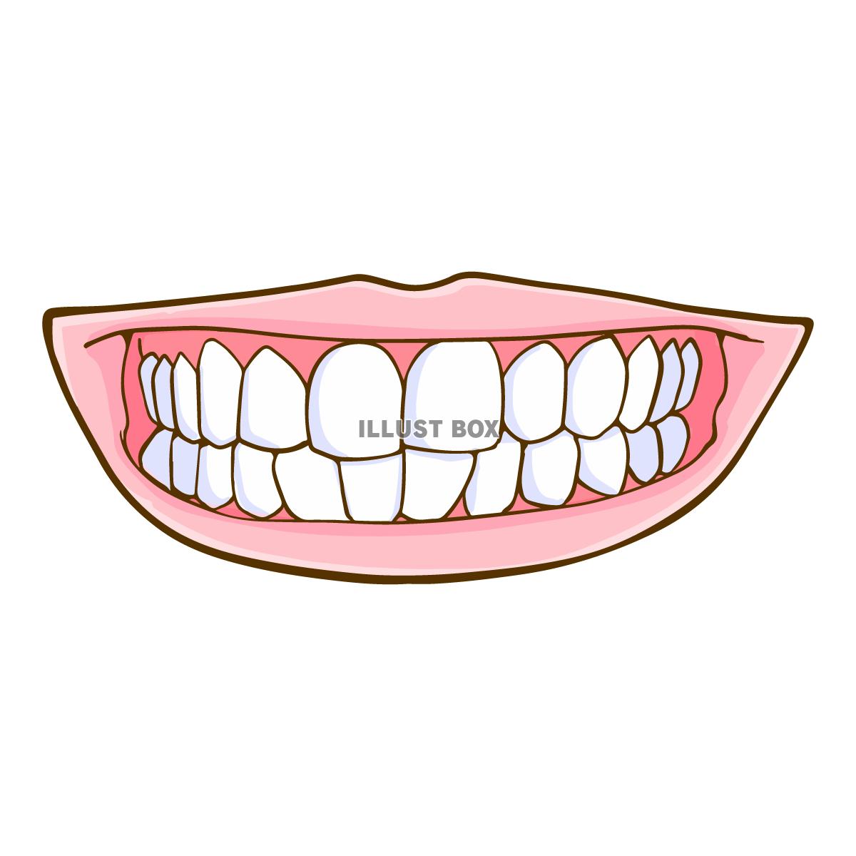 シンプルな歯の正面イラスト