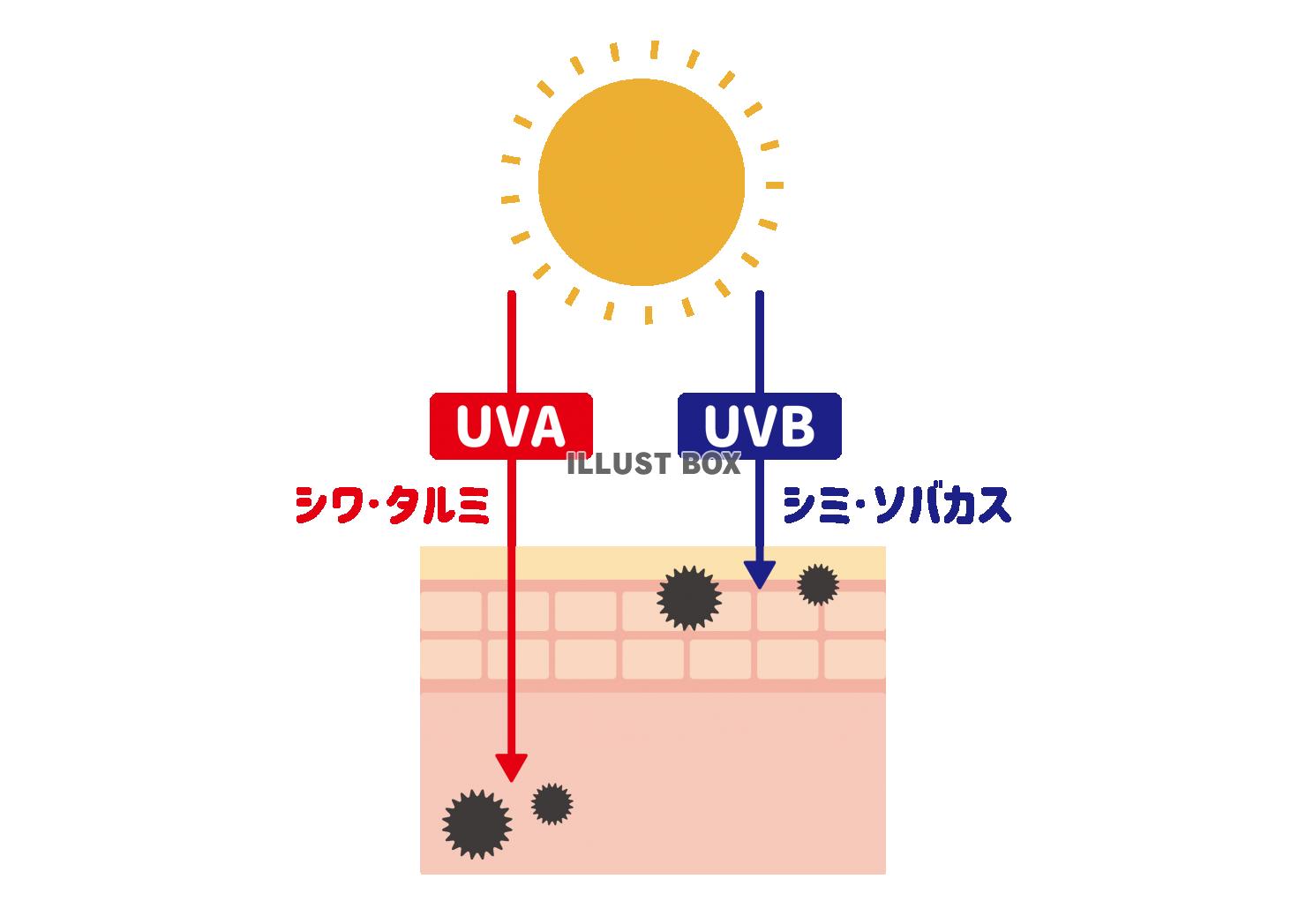 1_イラスト_肌断面図・UVA・UVB