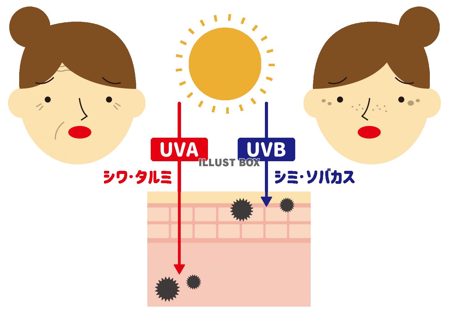 4_イラスト_肌断面図・UVA・UVB・シワ・シミ