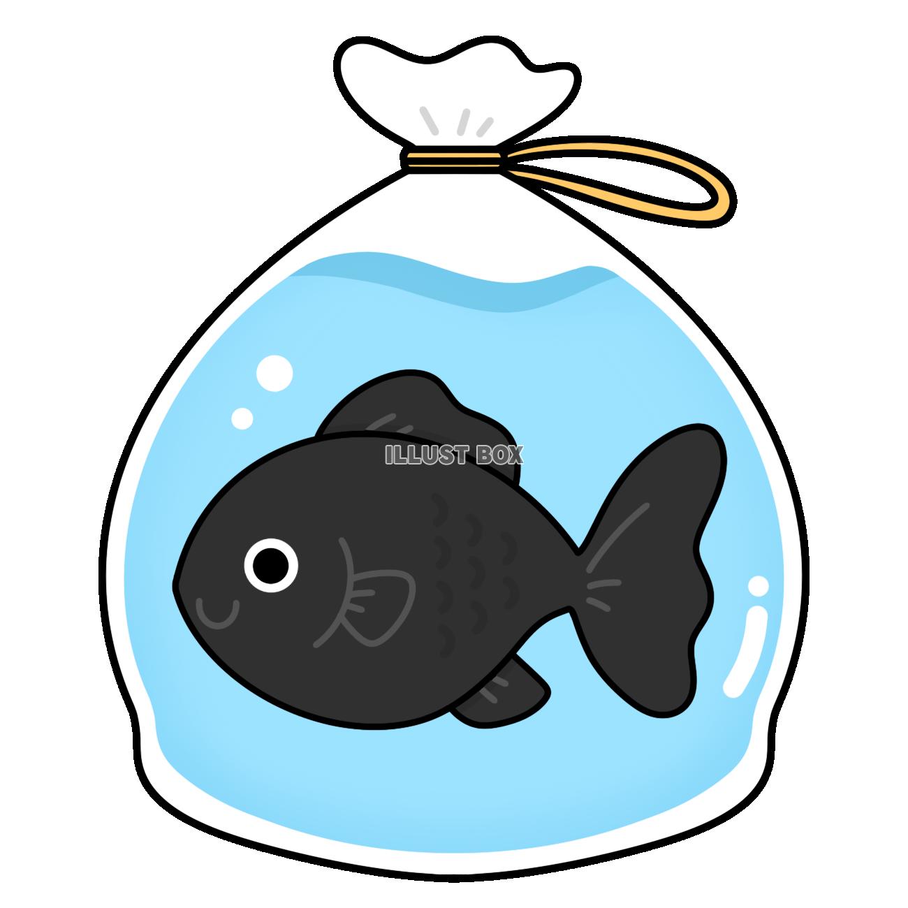 金魚　黒　ビニール袋